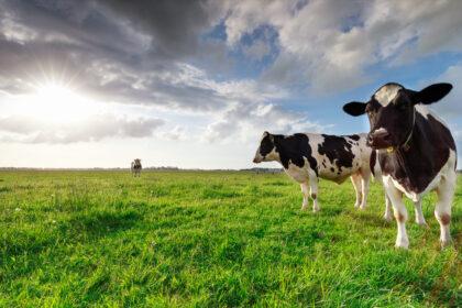 Nederlandse akkerbouwers streven verbod na op inkoop onder kostprijs