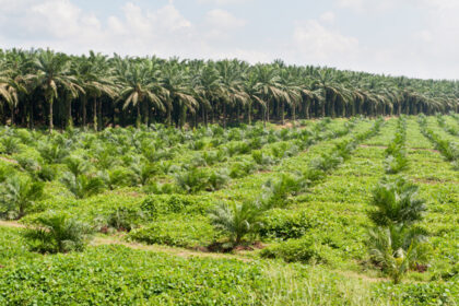 Unilever berfokus pada alternatif minyak sawit berkelanjutan